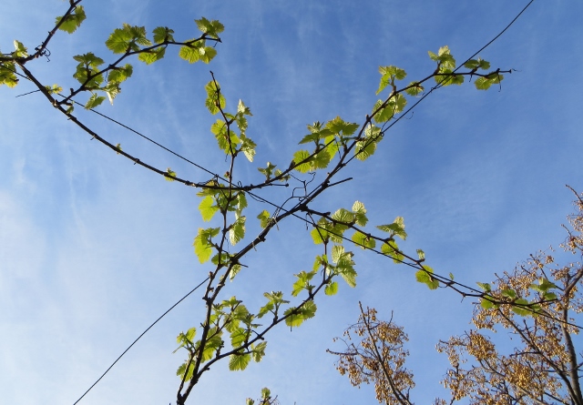 Vine Leaves.jpg